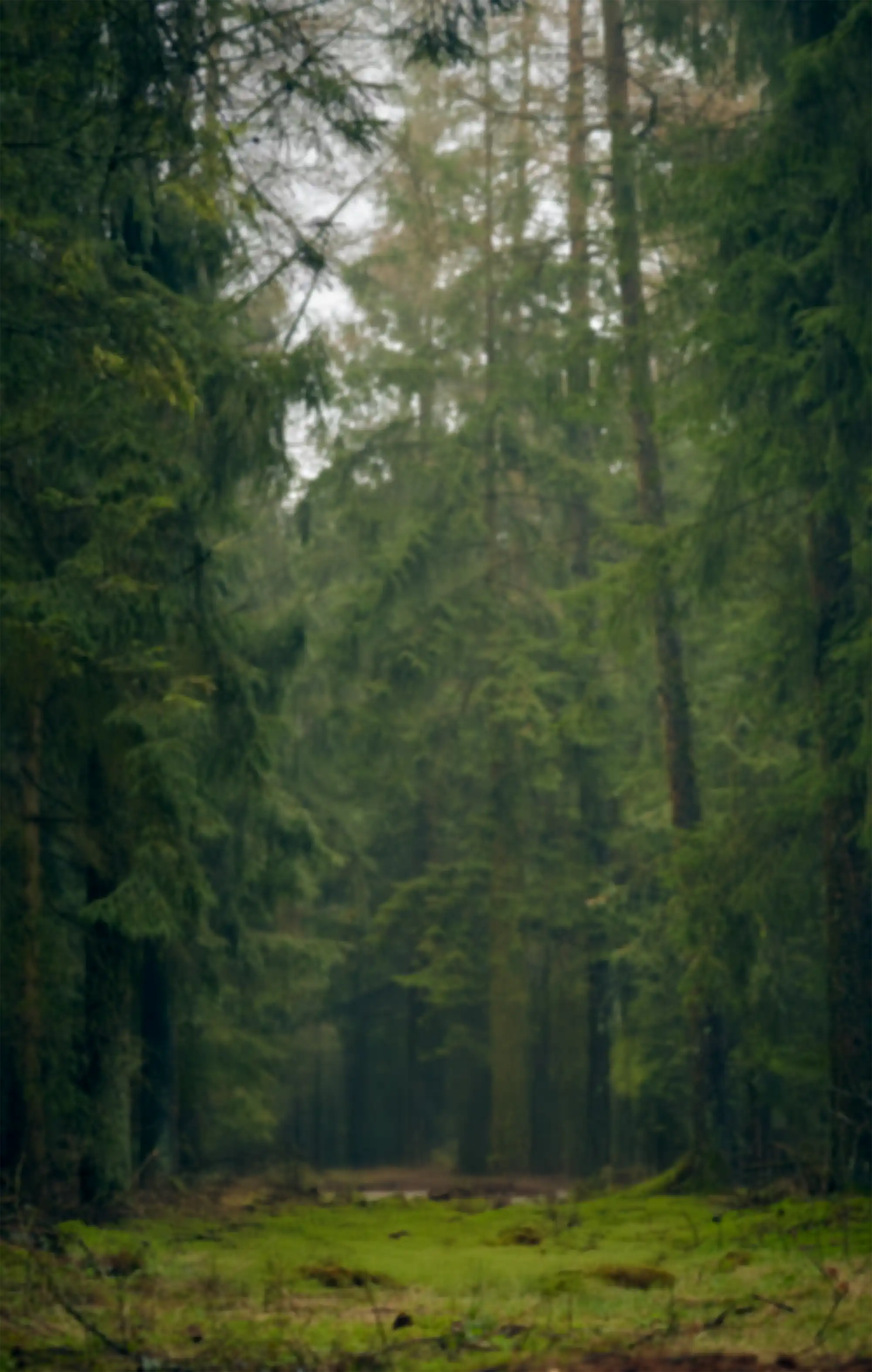 Green forest